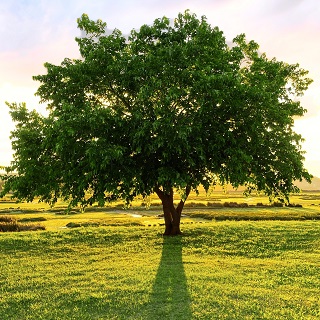 Gedenkbaum von Hansi für Stephan Mürtz 